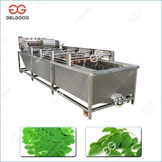 Meaisín níocháin duilleoga Moringa